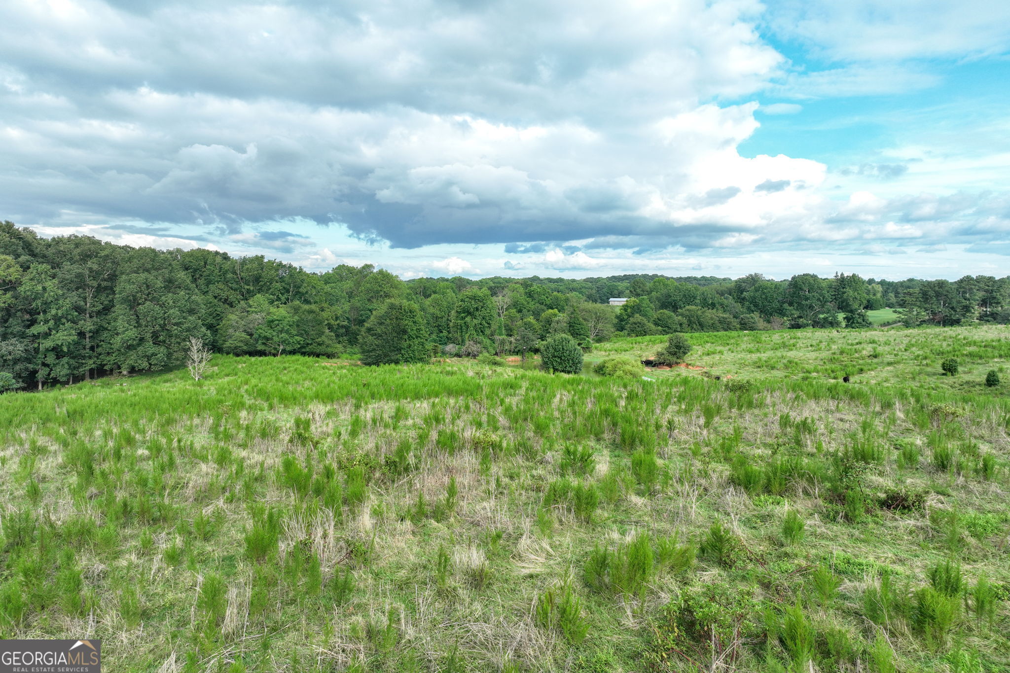 0 Turkey Creek Road Carnesville, GA 30521 - Photo 21 of 28 a view of a big yard with plants and large trees