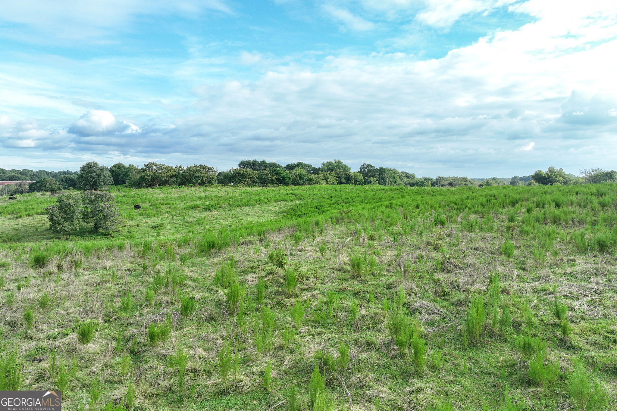0 Turkey Creek Road Carnesville, GA 30521 - Photo 22 of 28 a view of a big yard with plants and large trees