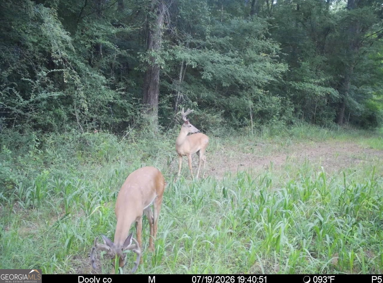 0 Poplar Springs Road Byromville, GA 31007 - Photo 23 of 36 Gallery Image 23