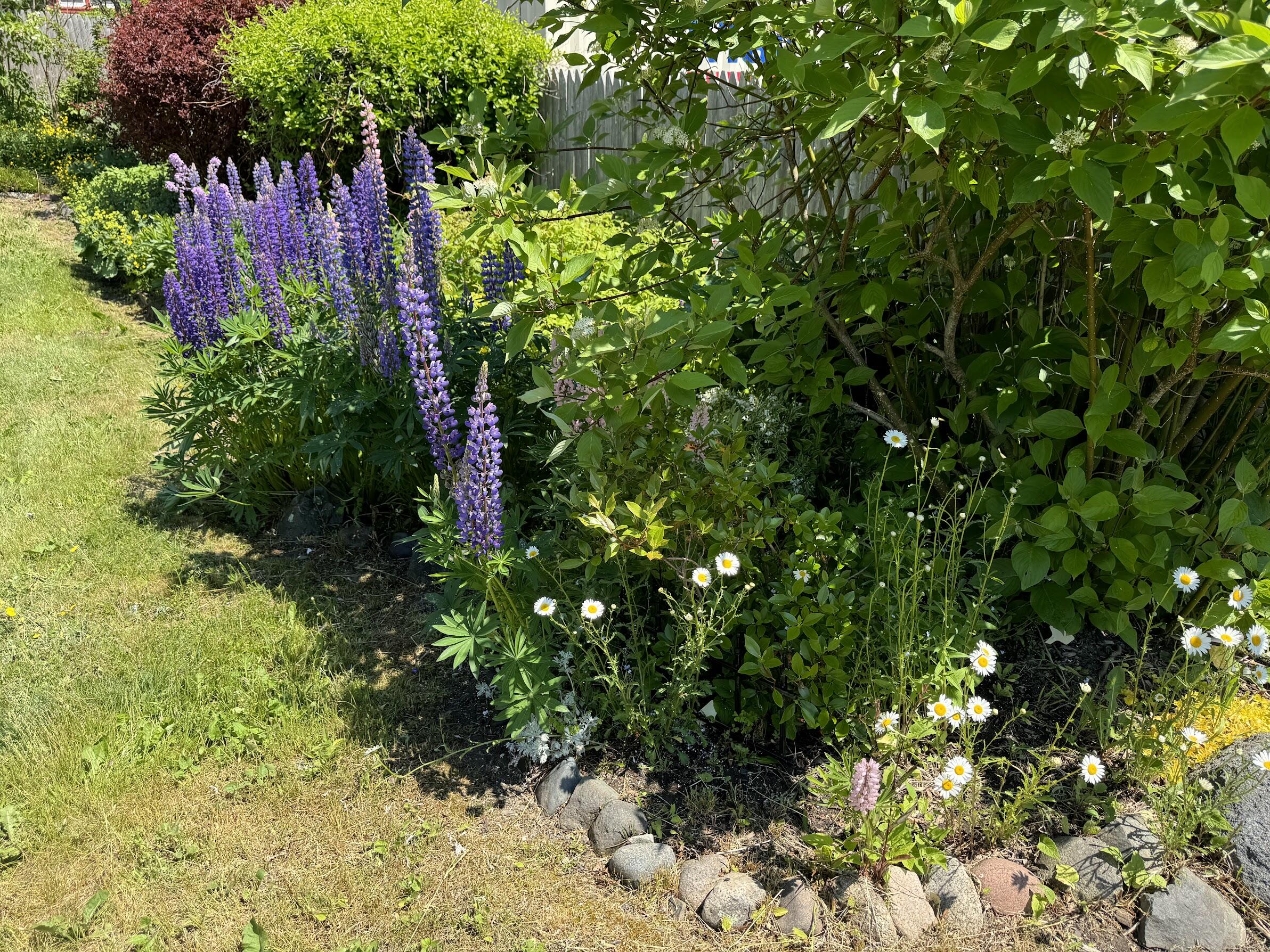 23 Washington Street Lubec, ME 04652 - Photo 32 of 49 23 Washington - Backyard 7