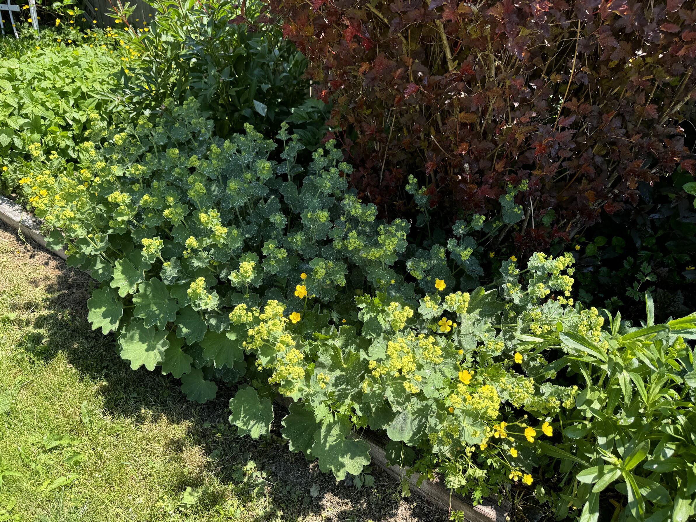 23 Washington Street Lubec, ME 04652 - Photo 33 of 49 23 Washington - Backyard 9
