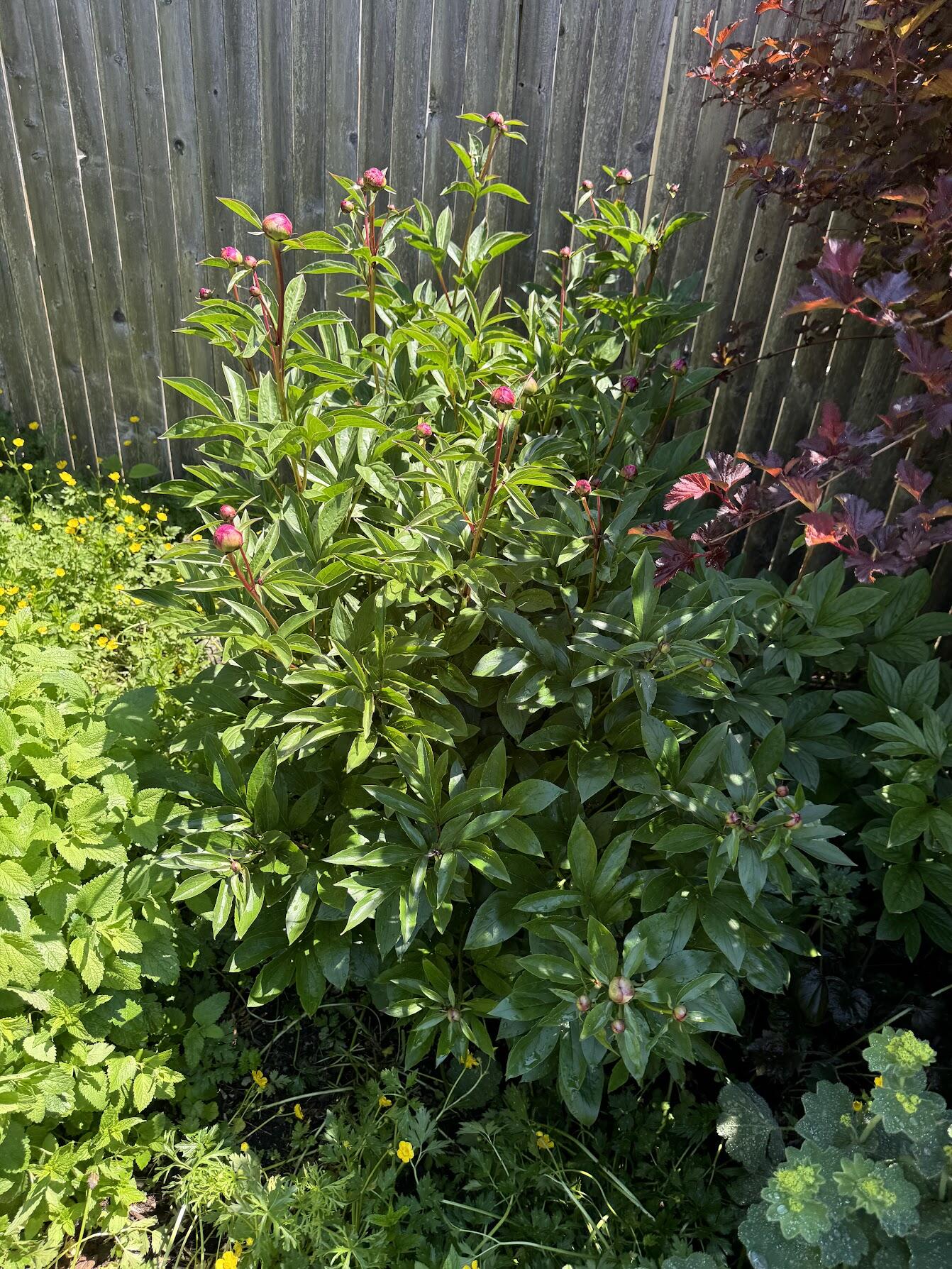 23 Washington Street Lubec, ME 04652 - Photo 34 of 49 23 Washington - Backyard 10