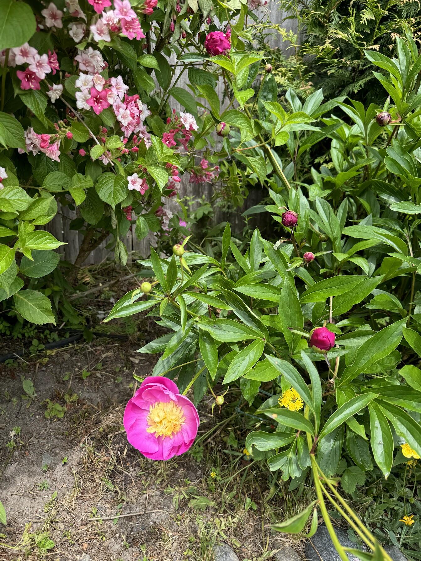 23 Washington Street Lubec, ME 04652 - Photo 37 of 49 23 Washington - Backyard 16