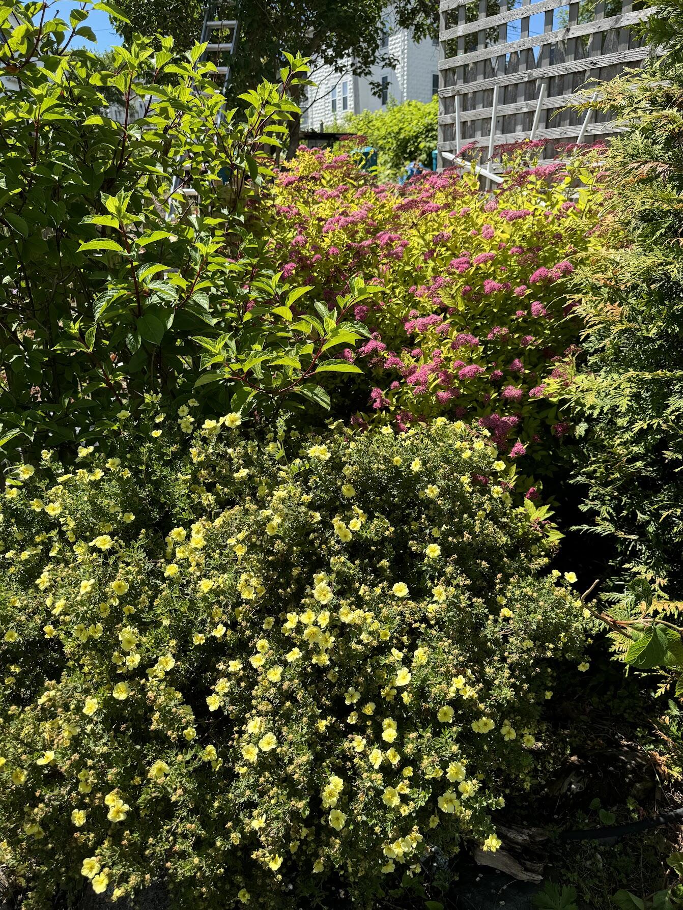 23 Washington Street Lubec, ME 04652 - Photo 38 of 49 23 Washington - Backyard 17