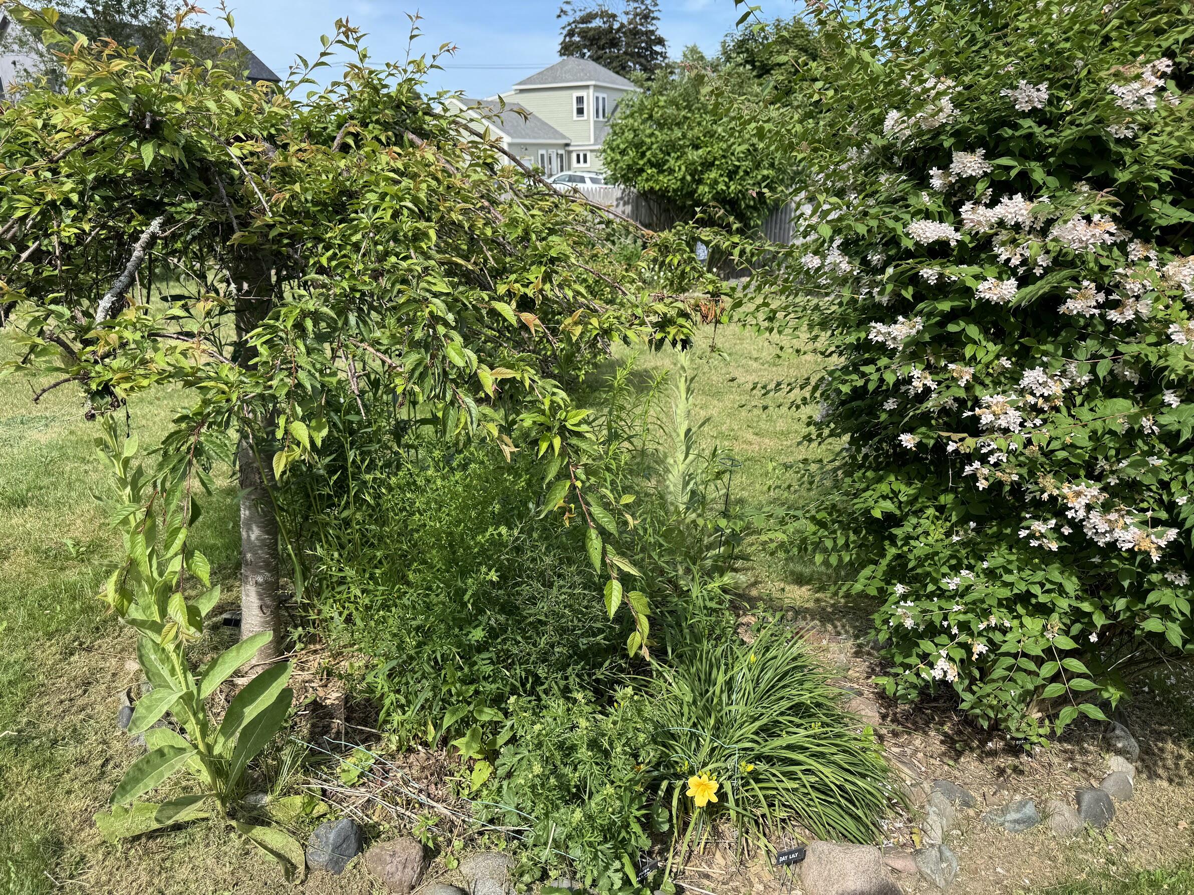 23 Washington Street Lubec, ME 04652 - Photo 45 of 49 23 Washington - Backyard 36