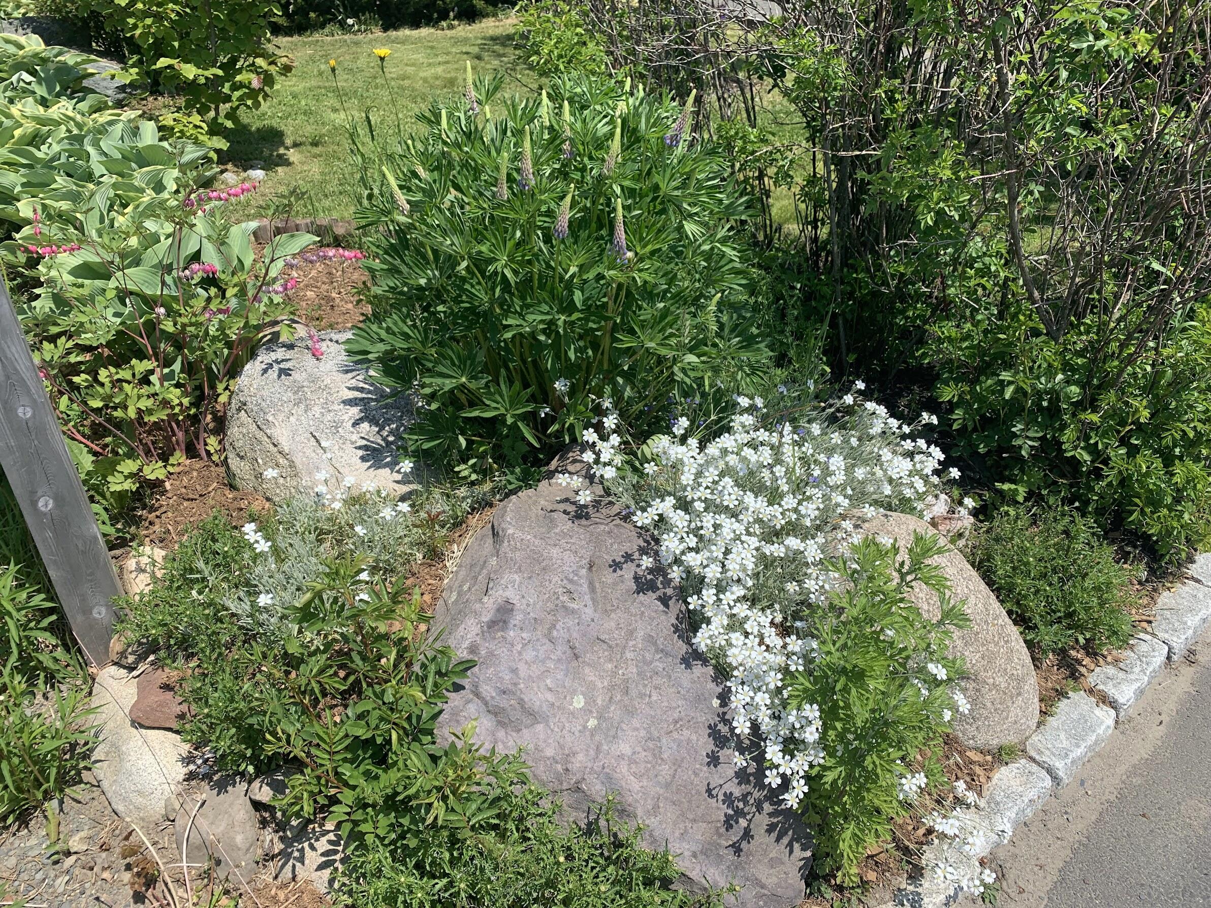 23 Washington Street Lubec, ME 04652 - Photo 46 of 49 23 Washington - Frontyard 1