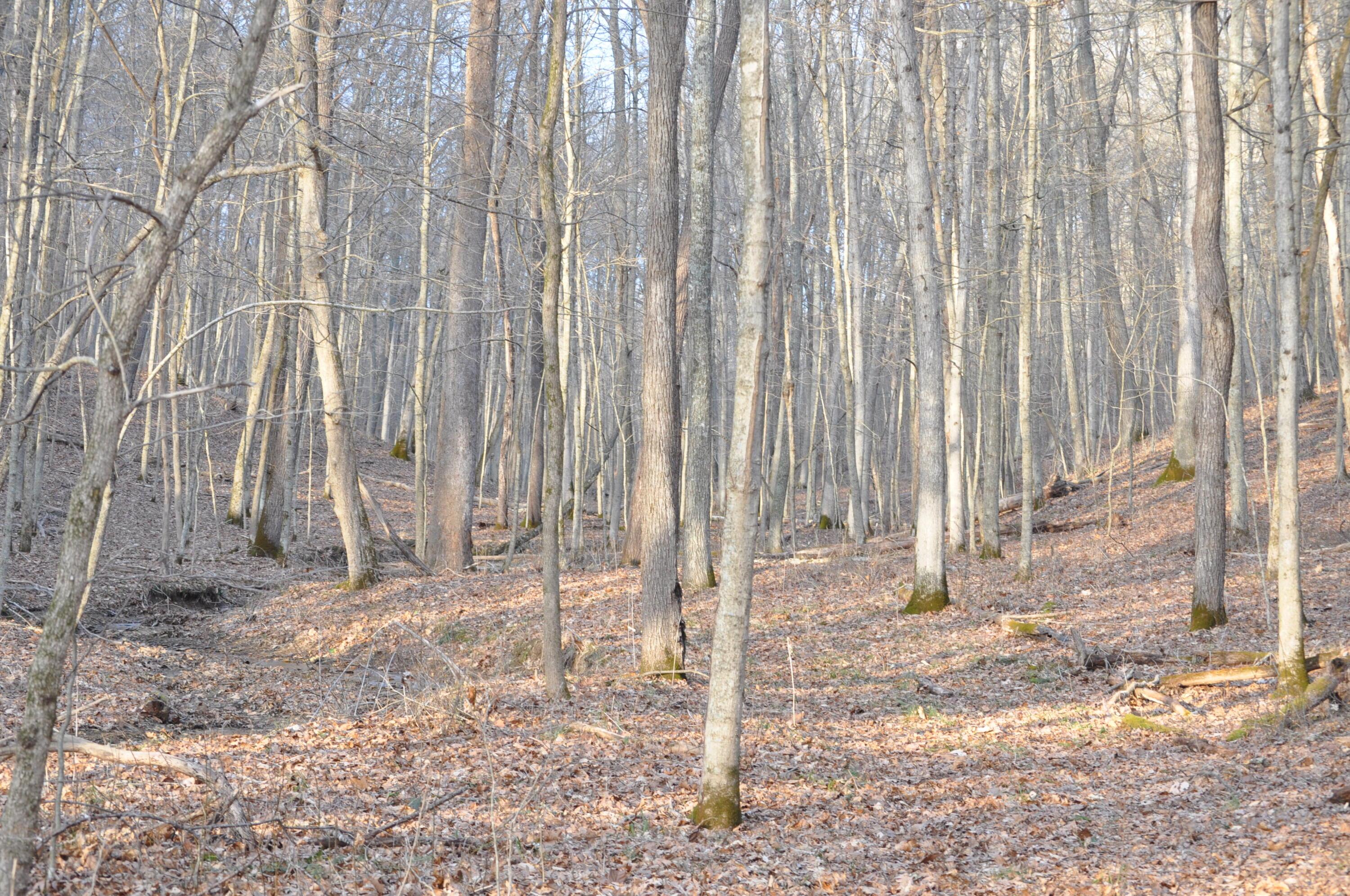 22808 Griffith Road Logan, OH 43138 - Photo 17 of 28 DSC_0298