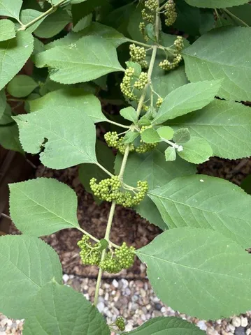 a view of grapes plant