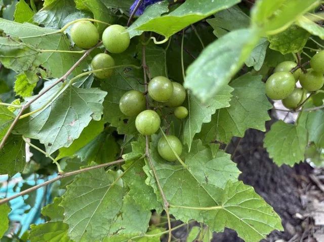 $3,800 | 6805 Breezy Pass, Austin, TX 78749