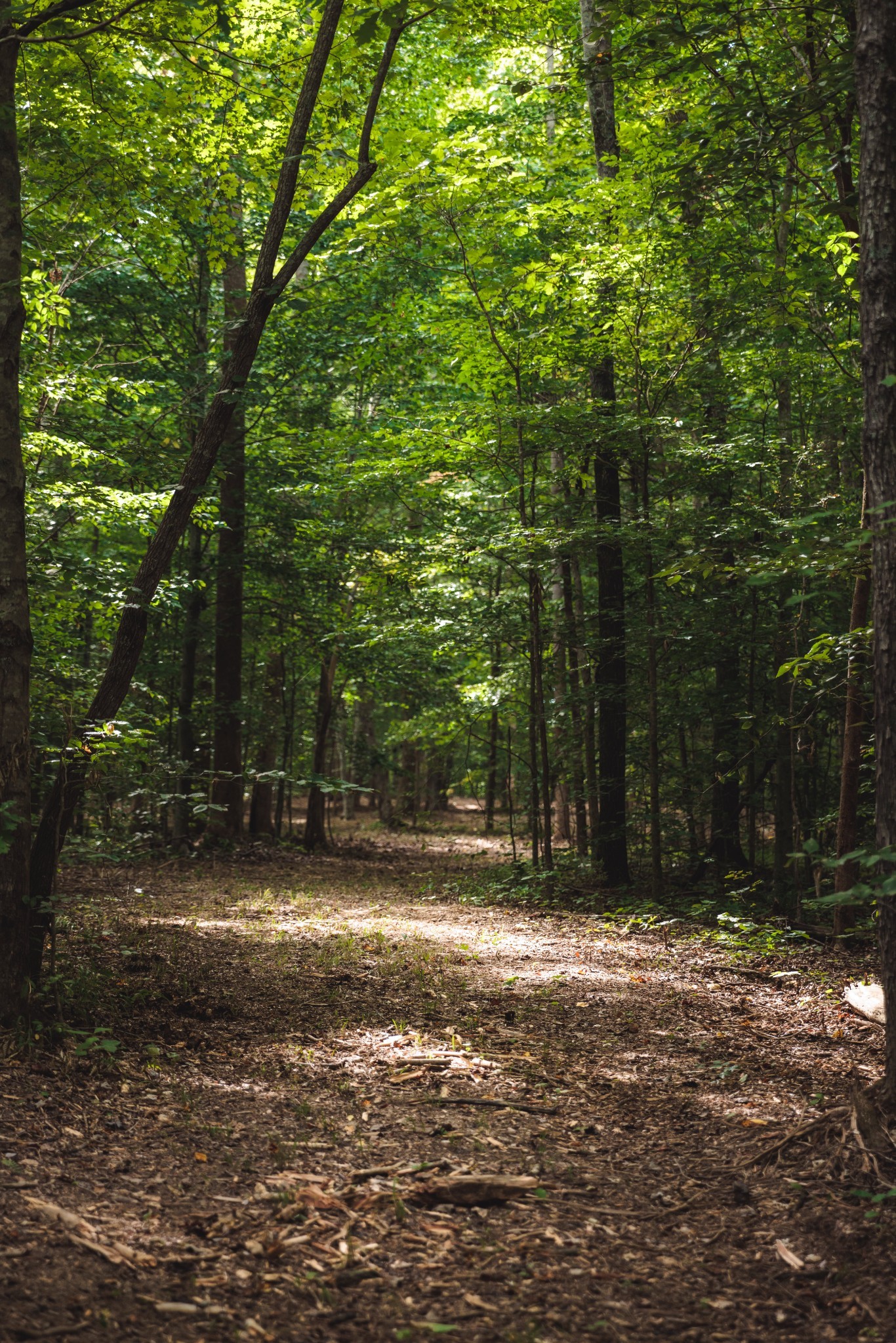 5824 Garrison Road Franklin, TN 37064 - Photo 13 of 22 a view of a yard with plants and trees