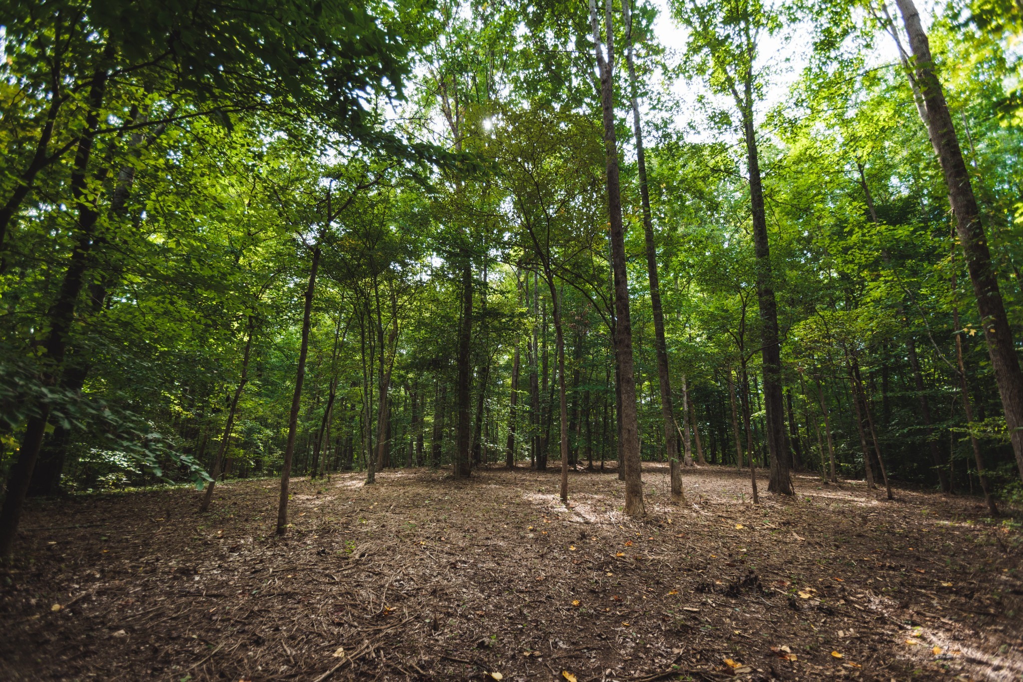 5824 Garrison Road Franklin, TN 37064 - Photo 14 of 22 a view of a forest with trees in the background