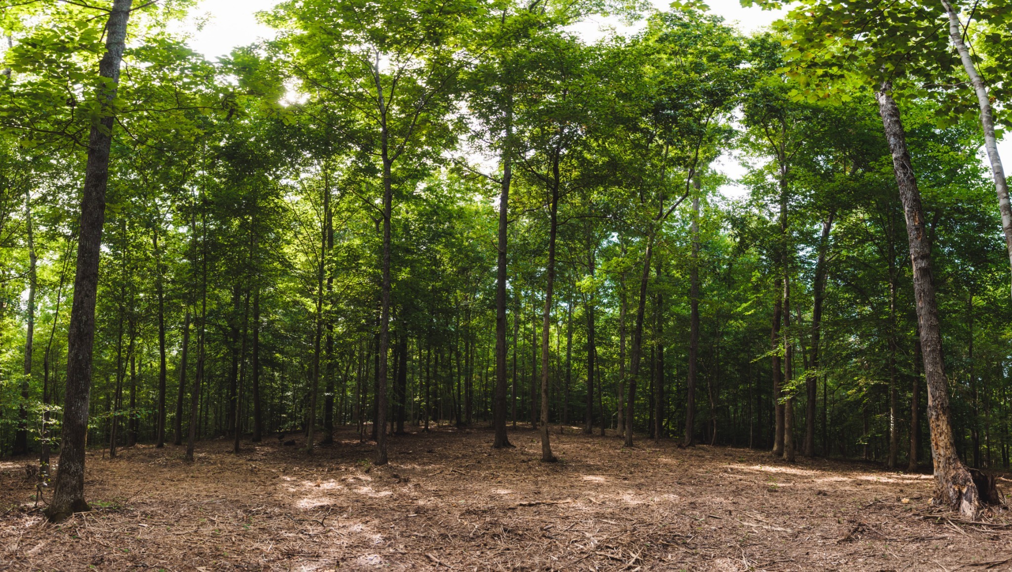 5824 Garrison Road Franklin, TN 37064 - Photo 15 of 22 a view of outdoor space and trees