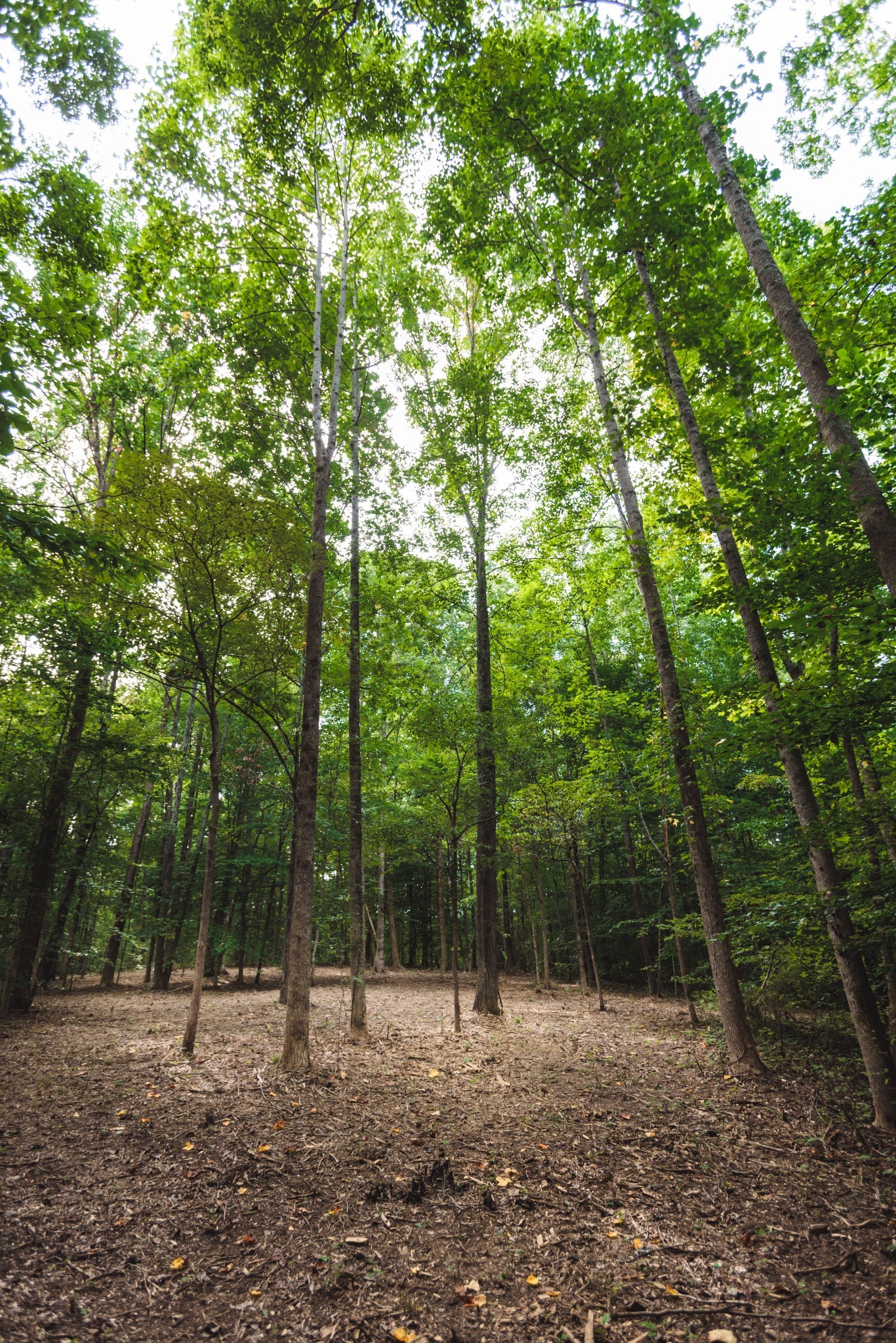 5824 Garrison Road Franklin, TN 37064 - Photo 16 of 22 a view of outdoor space with trees