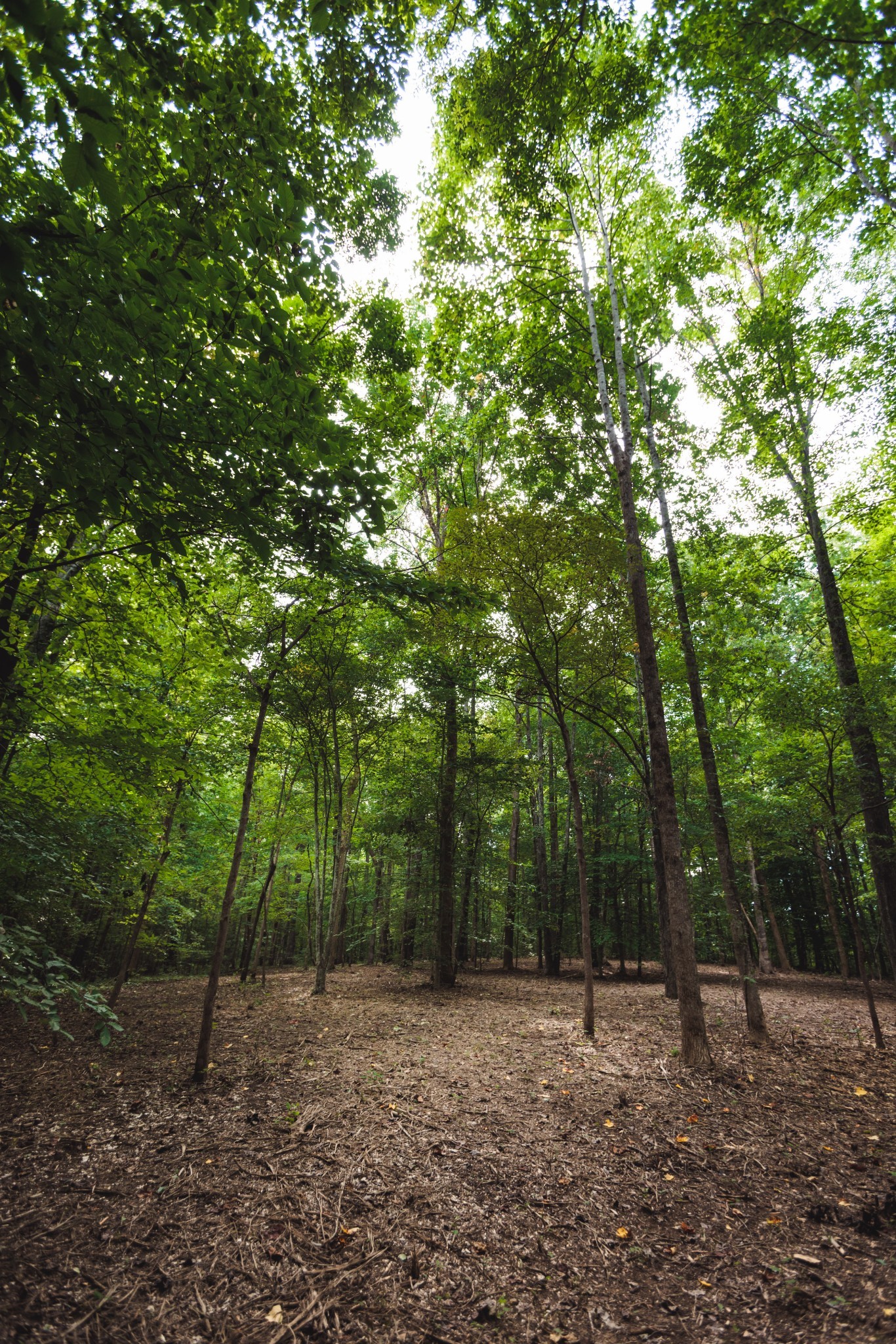 5824 Garrison Road Franklin, TN 37064 - Photo 17 of 22 a big yard with trees in the background