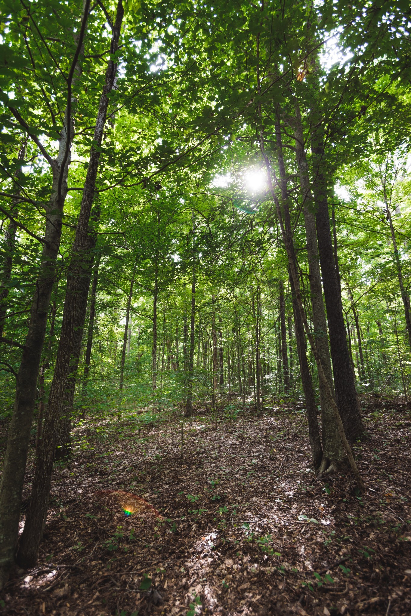 5824 Garrison Road Franklin, TN 37064 - Photo 19 of 22 a view of a forest with trees in the background