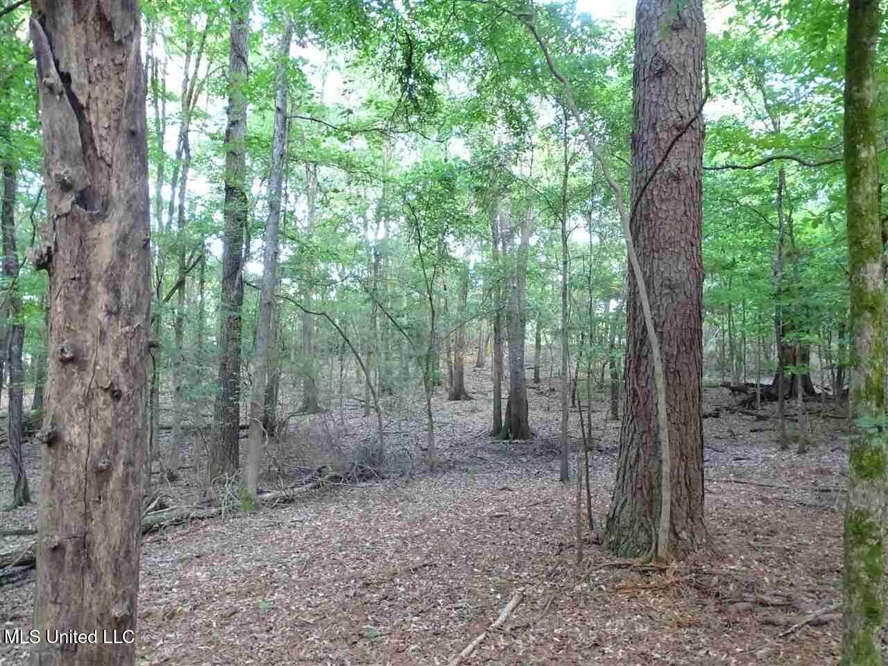 St Augustine Drive Madison, MS 39110 - Photo 11 of 16 20231110174541760968000000-o