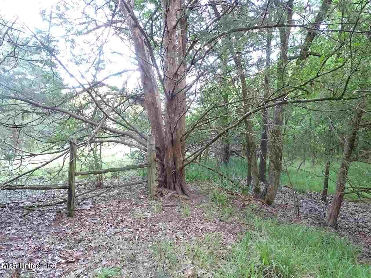 St Augustine Drive Madison, MS 39110 - Photo 13 of 16 20231110174545141710000000-o