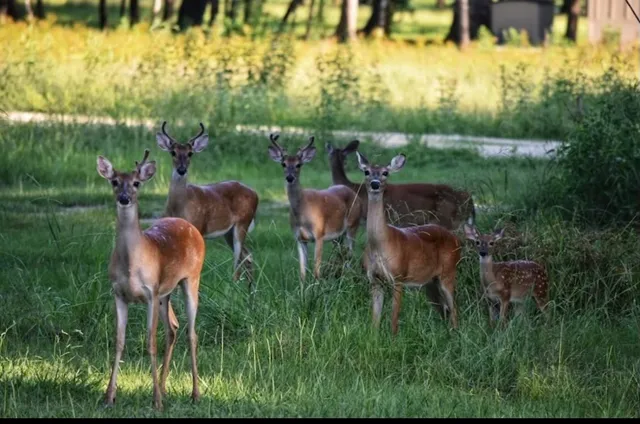 $30,000 | 454 Lakeview Drive, Cleveland, TX 77327