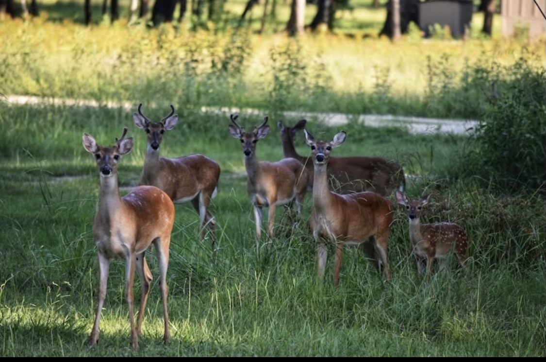 454 Lakeview Drive Cleveland, TX 77327 - Photo 11 of 15