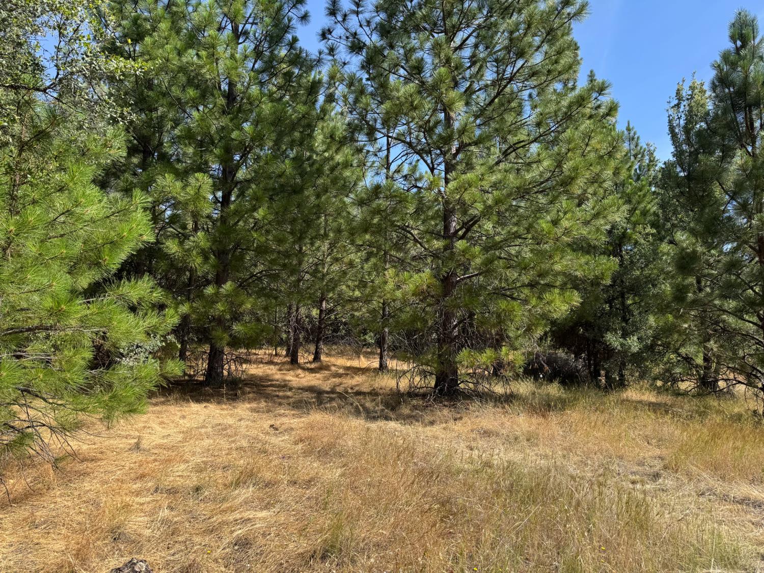 0 French Gulch Road Murphys, CA 95247 - Photo 9 of 19