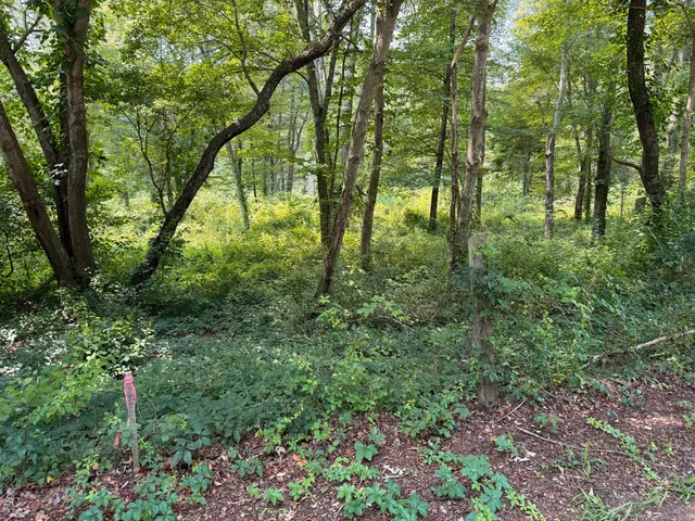 a view of lush green forest