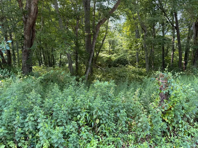 a view of a lush green forest