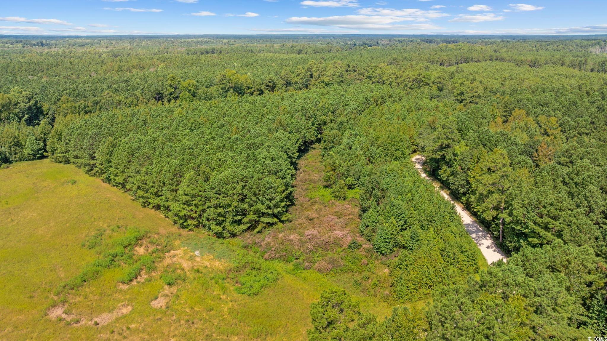 Lot 1 Womack Road Nichols, SC 29581 - Photo 1 of 20 Gallery Image 1