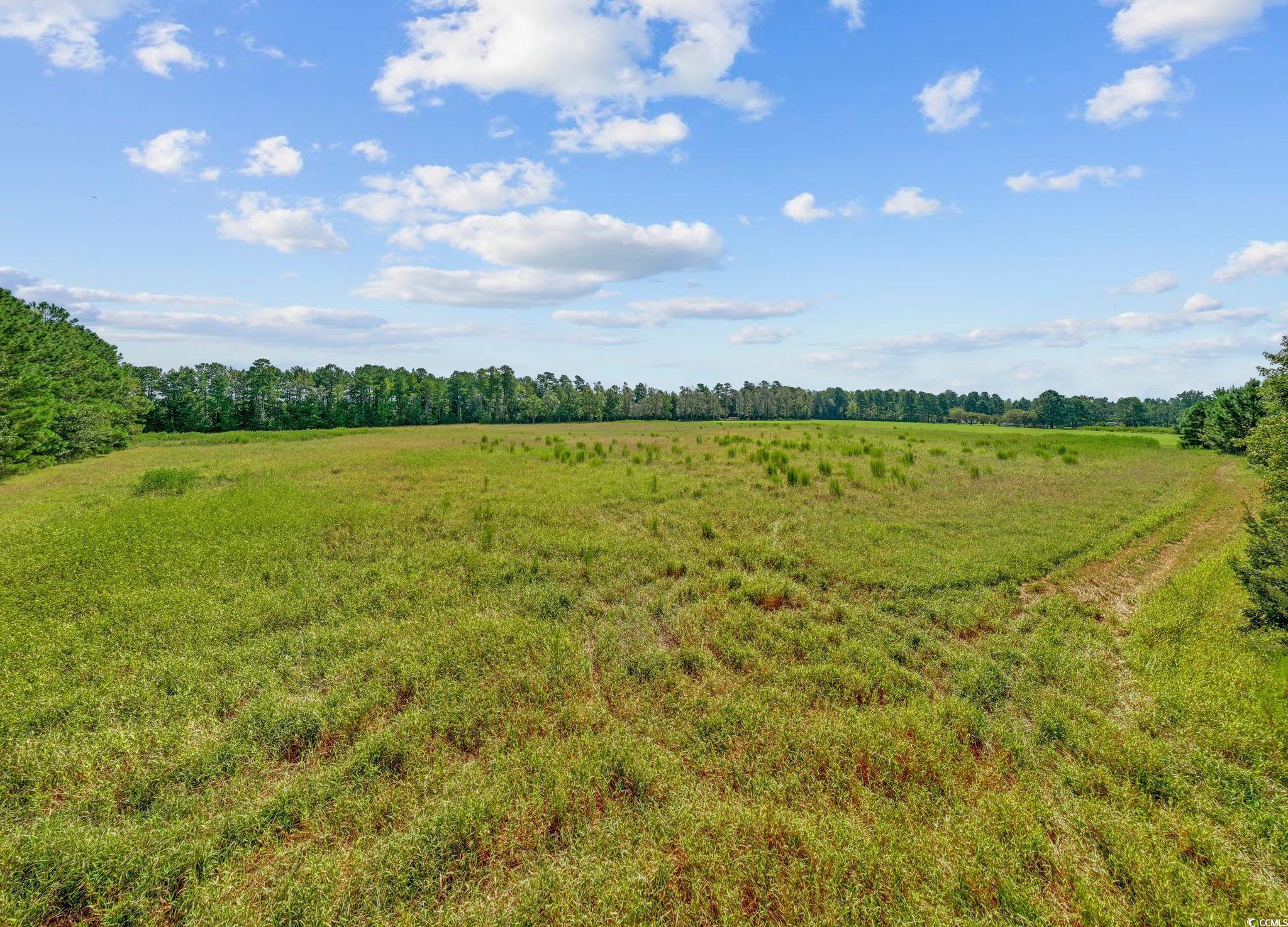 Lot 1 Womack Road Nichols, SC 29581 - Photo 12 of 20 Gallery Image 12