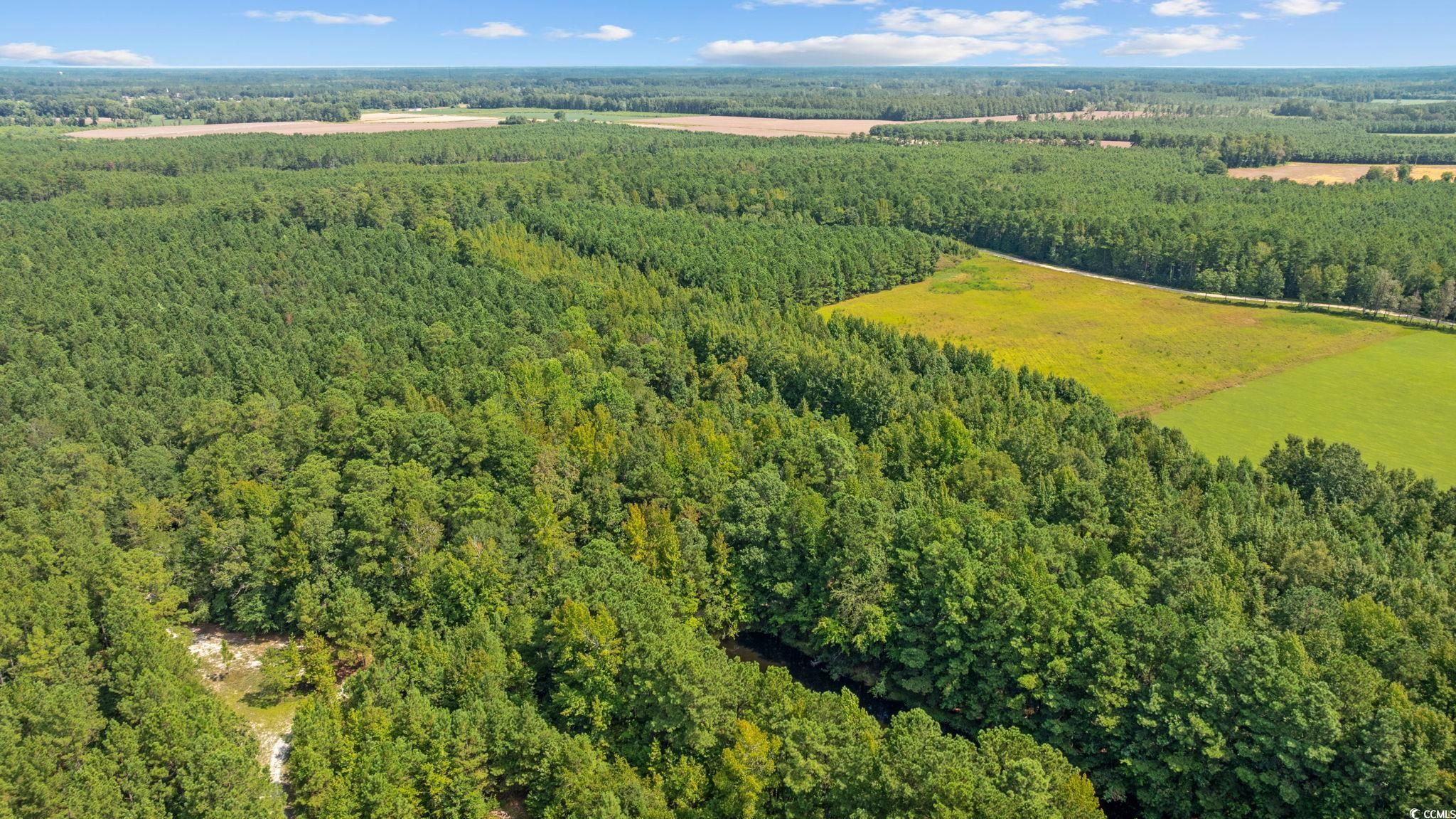 Lot 1 Womack Road Nichols, SC 29581 - Photo 14 of 20 Gallery Image 14