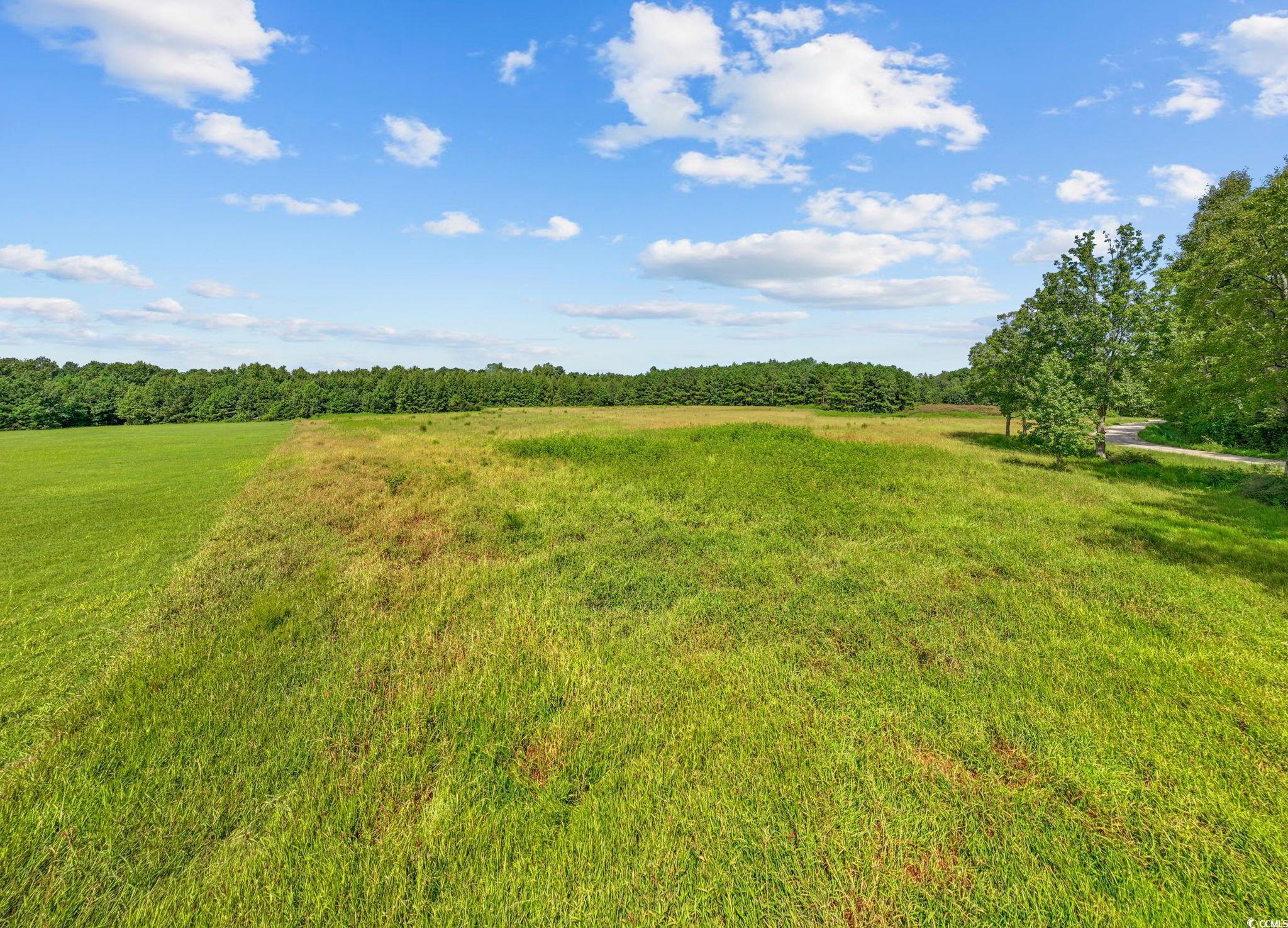 Lot 1 Womack Road Nichols, SC 29581 - Photo 17 of 20 Gallery Image 17