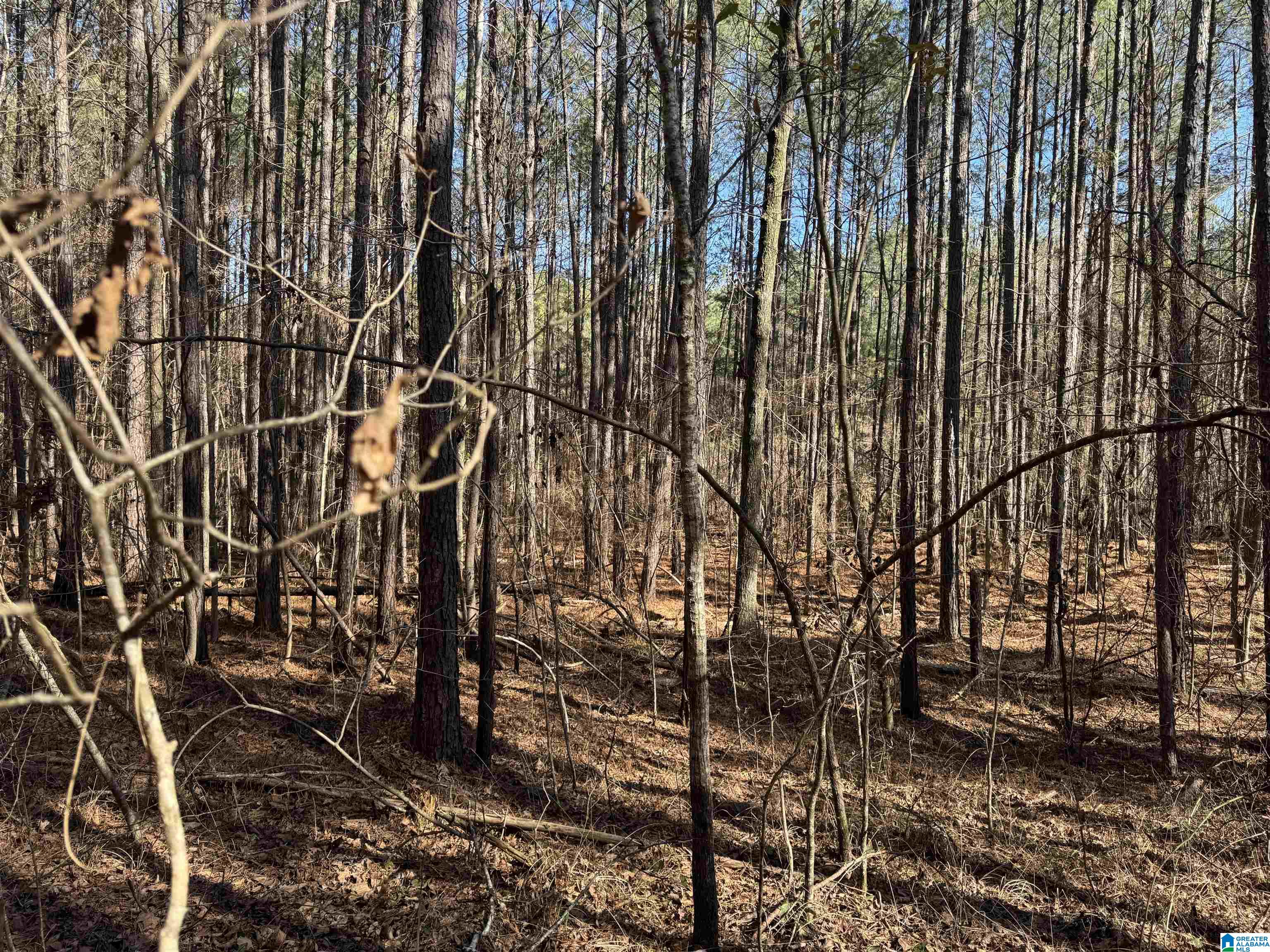 0 Booler Road Vance, AL 35490 - Photo 8 of 19
