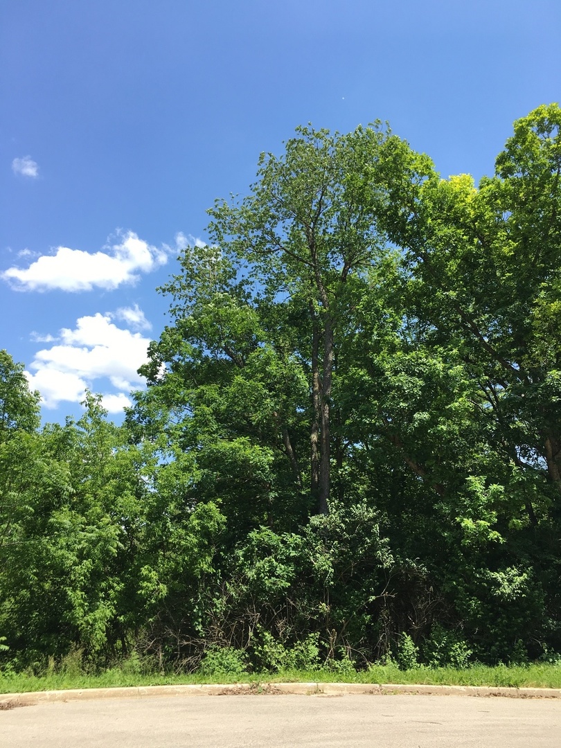 7102 Forest Oak Drive McHenry, IL 60050 - Photo 4 of 8