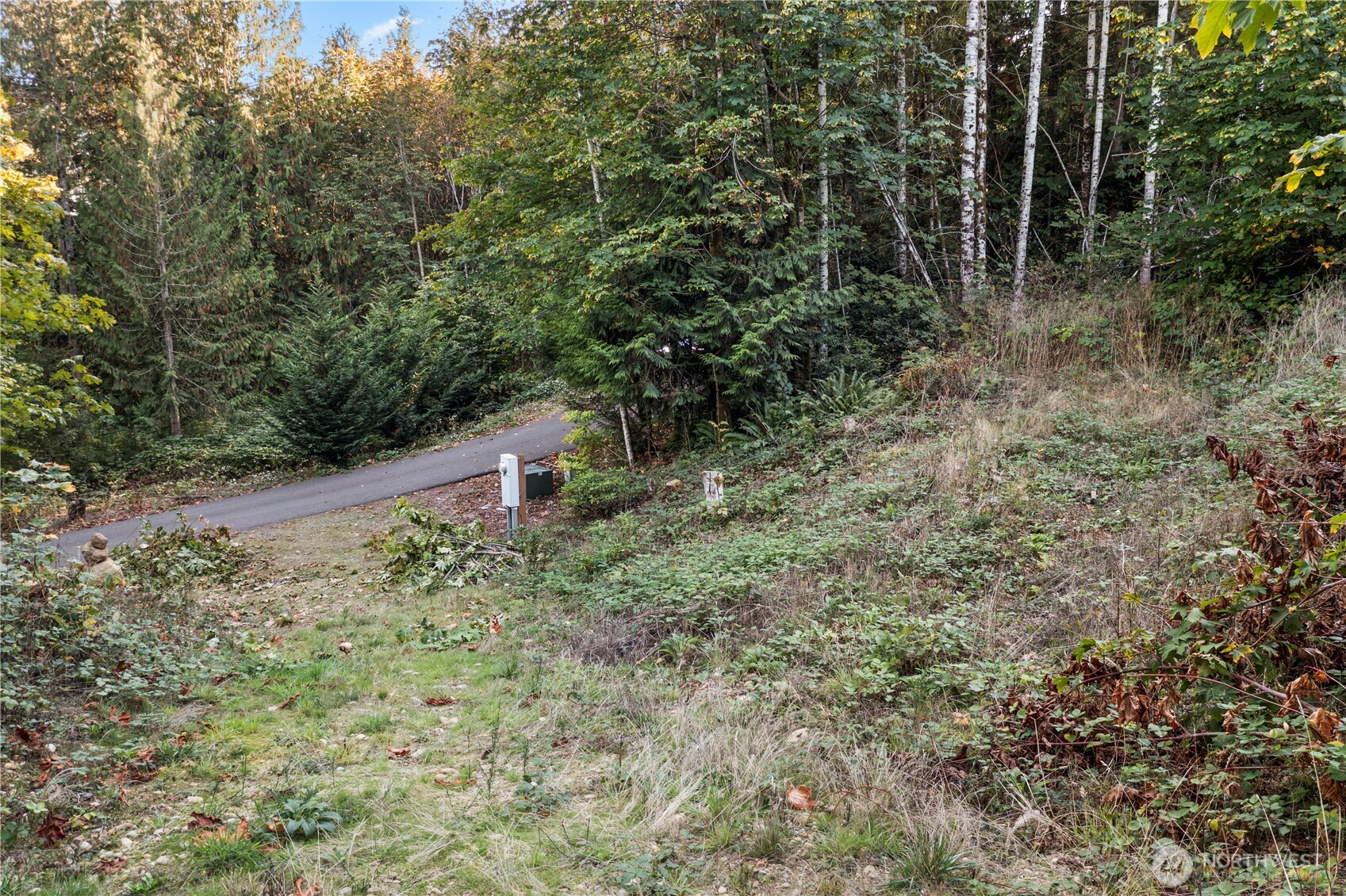 50 North Rustic Ridge Drive Lilliwaup, WA 98555 - Photo 28 of 40 a view of a forest with trees