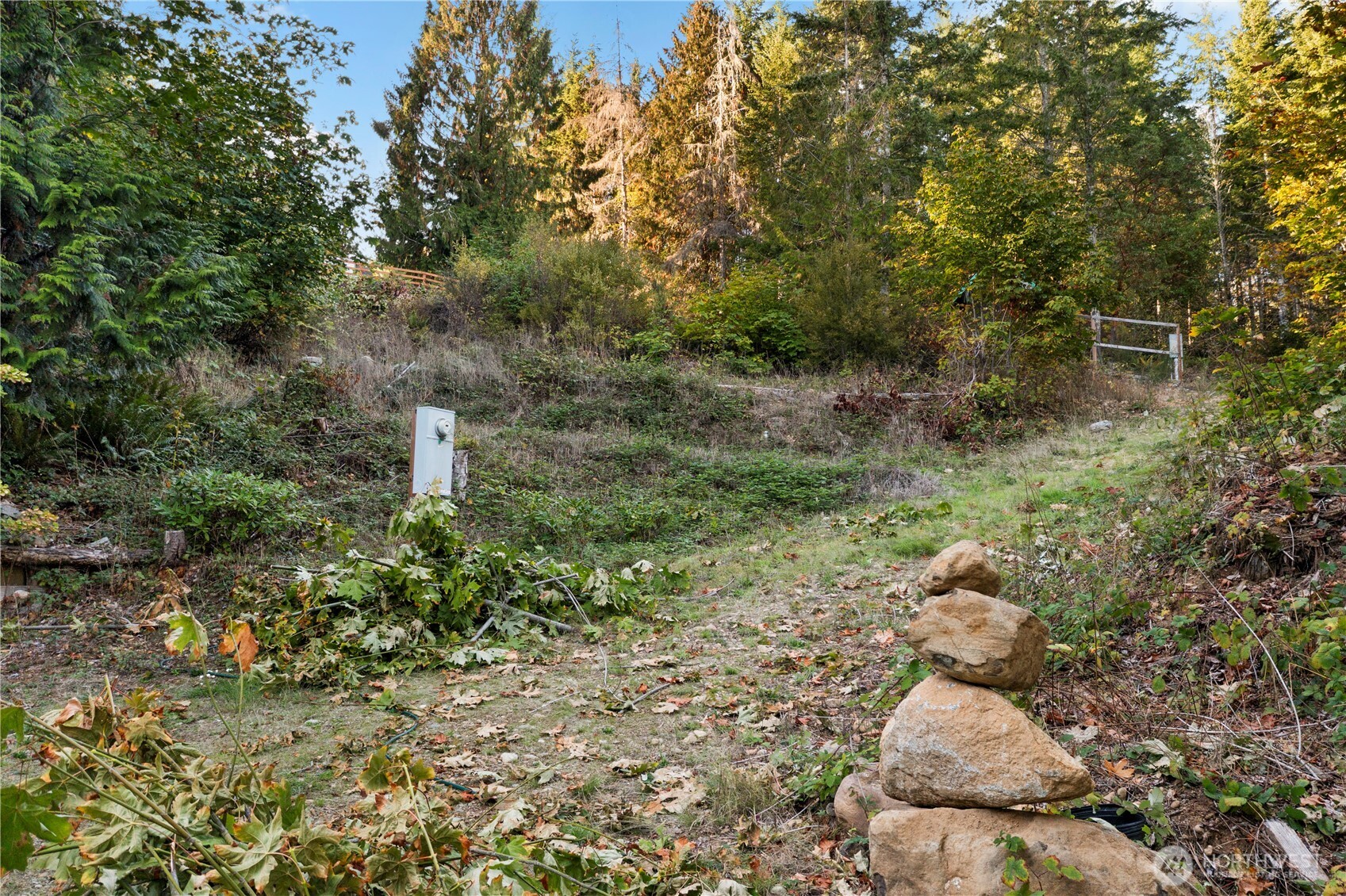 50 North Rustic Ridge Drive Lilliwaup, WA 98555 - Photo 29 of 40 a view of a forest with a tree