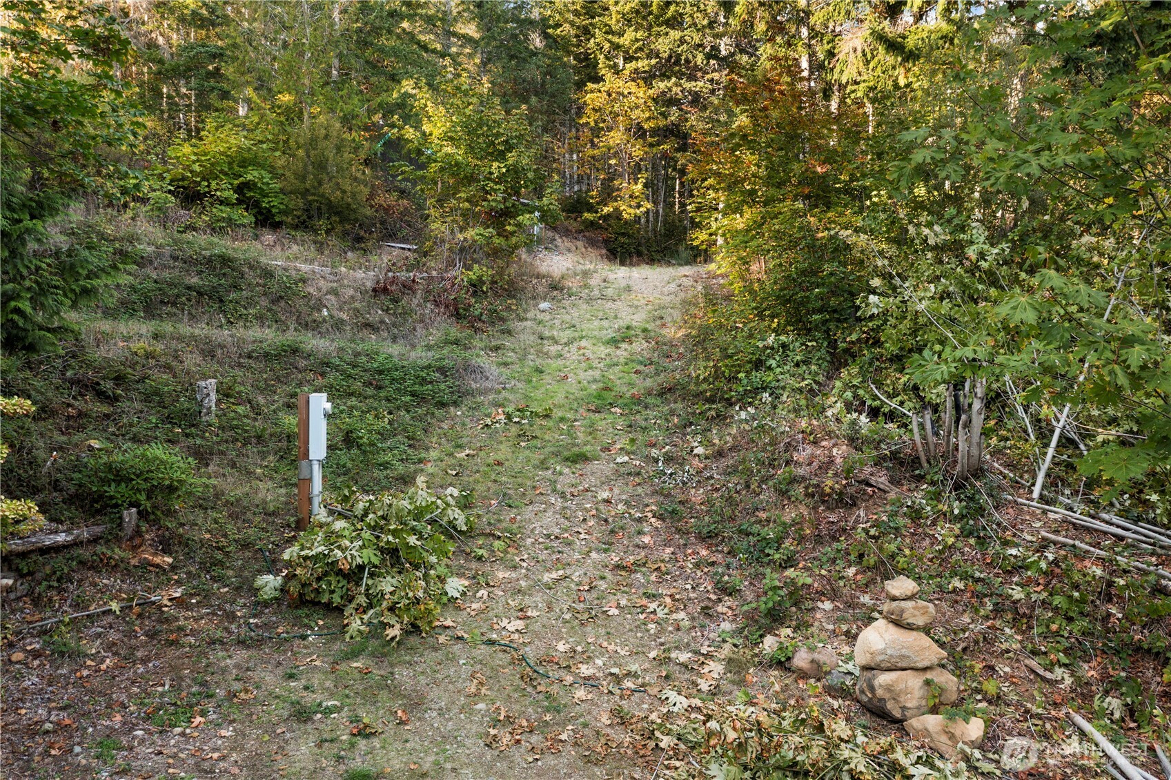 50 North Rustic Ridge Drive Lilliwaup, WA 98555 - Photo 30 of 40 a close up of a tree in a yard