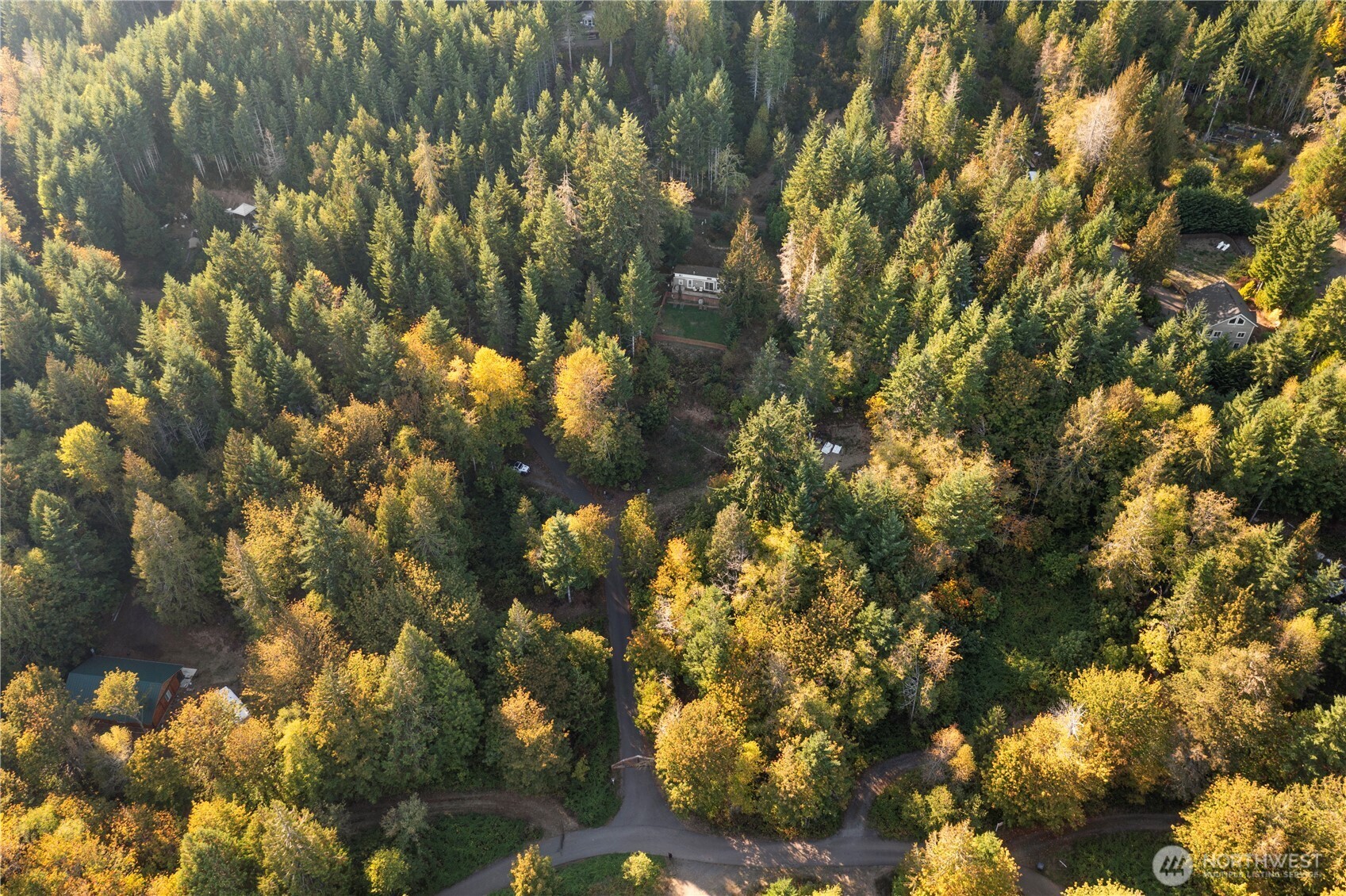 50 North Rustic Ridge Drive Lilliwaup, WA 98555 - Photo 33 of 40 a view of tree