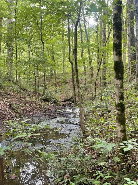 223 Turner Sims Road Hohenwald, TN 38462 - Photo 2 of 59 Gallery Image 2