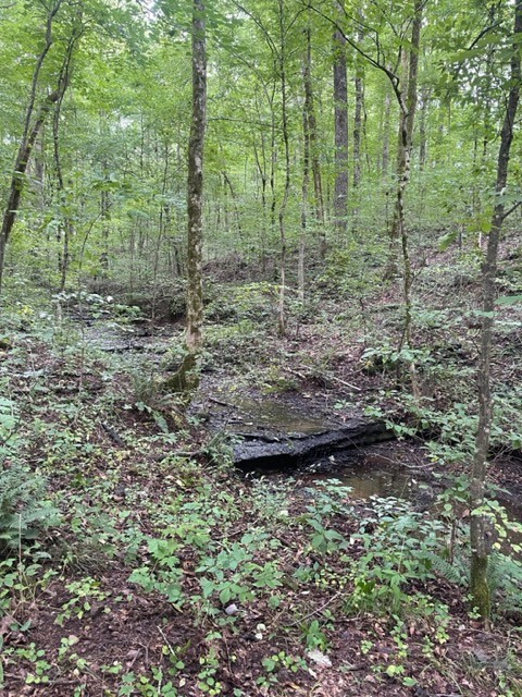 223 Turner Sims Road Hohenwald, TN 38462 - Photo 33 of 59 Gallery Image 33