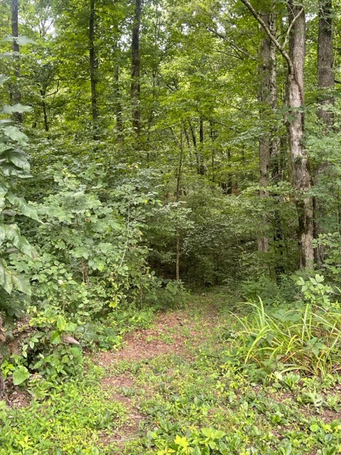 223 Turner Sims Road Hohenwald, TN 38462 - Photo 43 of 59 Gallery Image 43