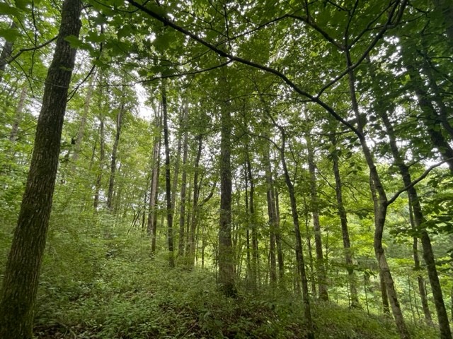 223 Turner Sims Road Hohenwald, TN 38462 - Photo 49 of 59 Gallery Image 49