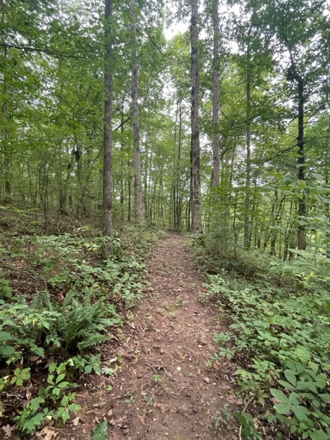 223 Turner Sims Road Hohenwald, TN 38462 - Photo 50 of 59 Gallery Image 50
