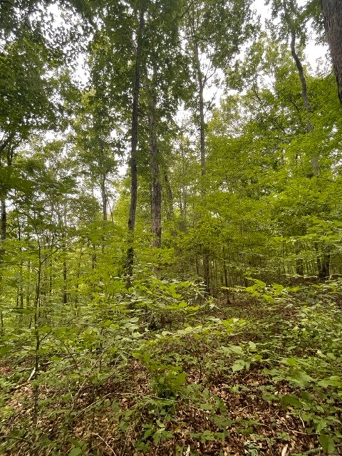 223 Turner Sims Road Hohenwald, TN 38462 - Photo 52 of 59 Gallery Image 52