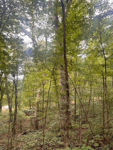 223 Turner Sims Road Hohenwald, TN 38462 - Photo 9 of 59 Gallery Image 9