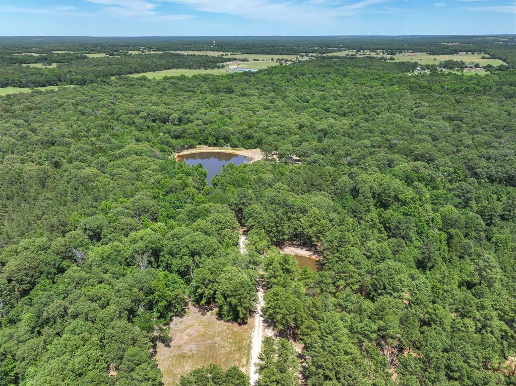 8079 Rd Ben Wheeler Tx 75754 Road Ben Wheeler, TX 75754 - Photo 5 of 37 a view of a lush green forest with lots of trees