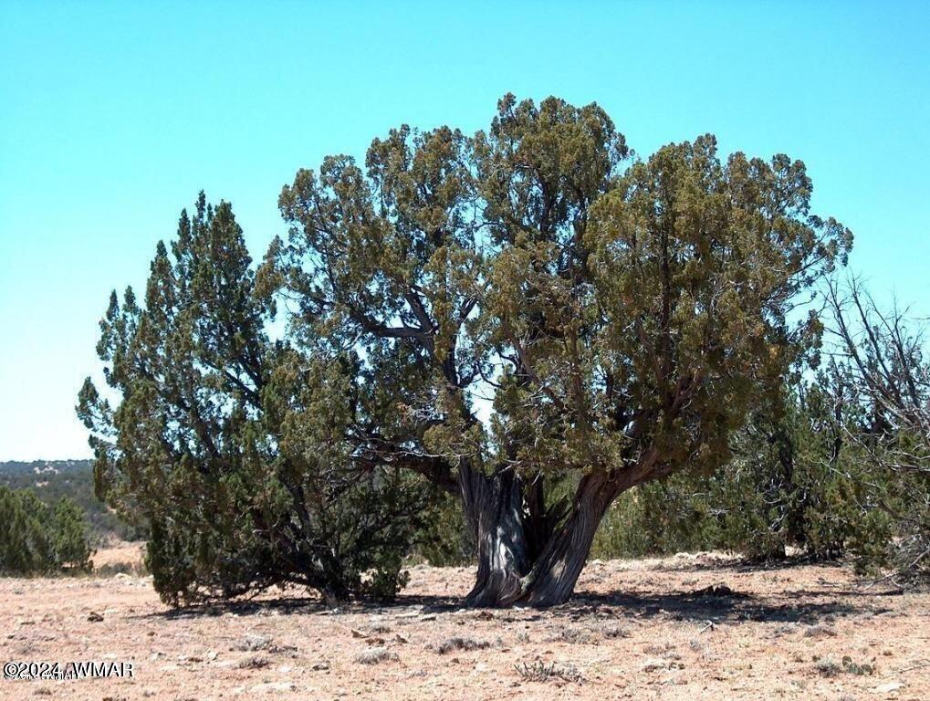 25 T15n R15e: Ne4 Se4 Heber, AZ 85928 - Photo 2 of 4
