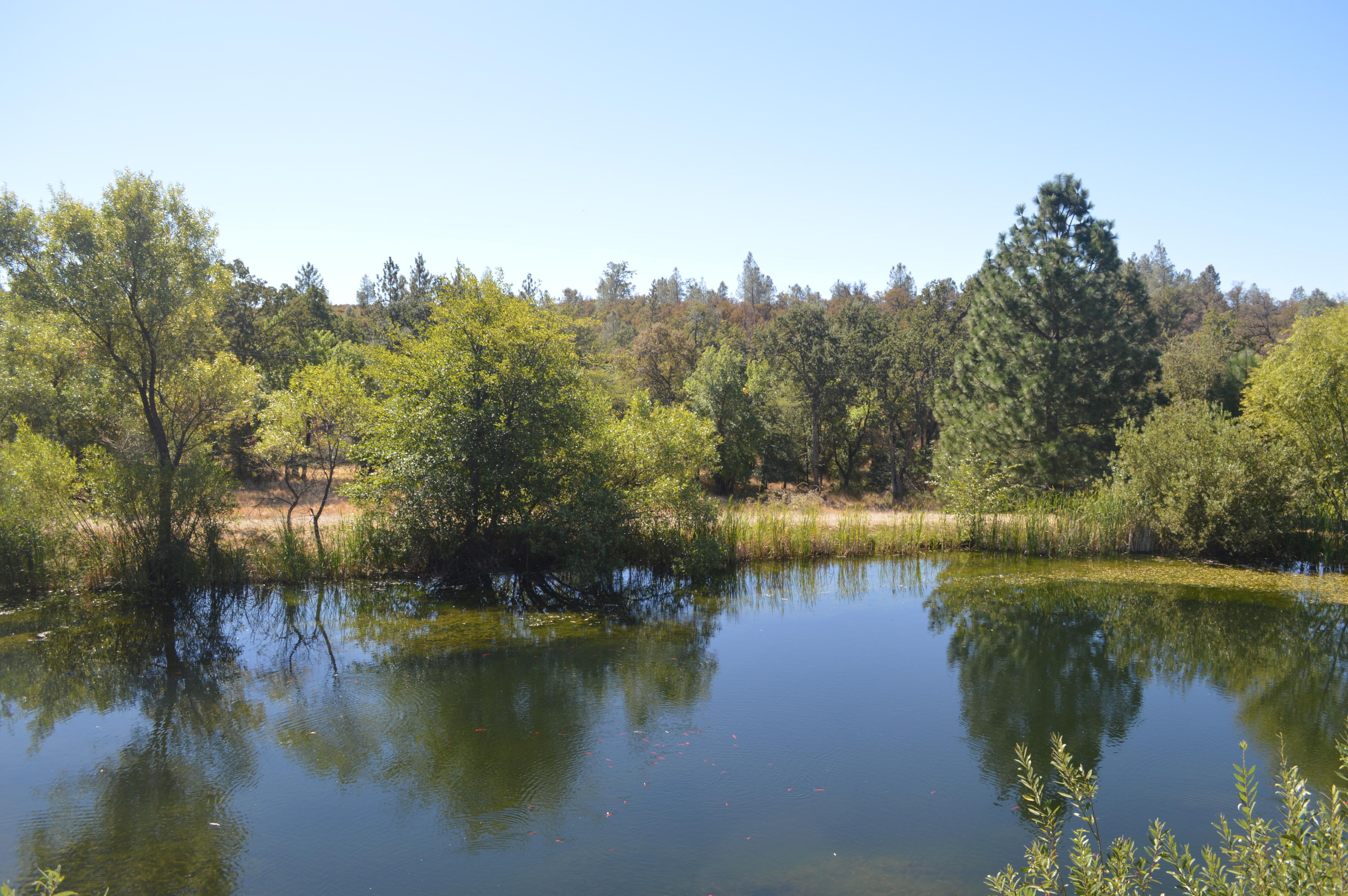 30049 Shingletown Ridge Road Shingletown, CA 96088 - Photo 24 of 28 Looking at Pond from the house