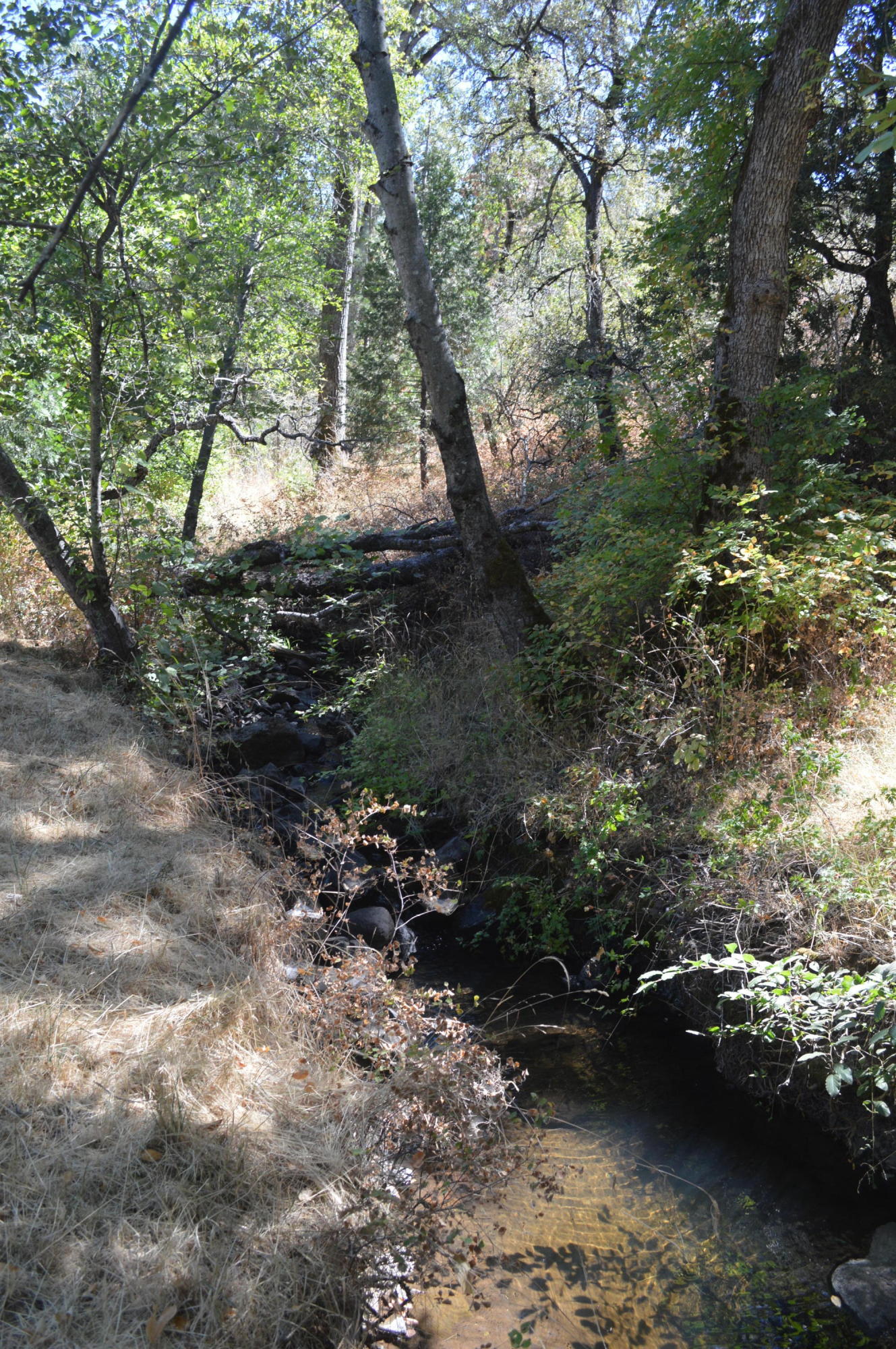 30049 Shingletown Ridge Road Shingletown, CA 96088 - Photo 28 of 28 DSC_0264