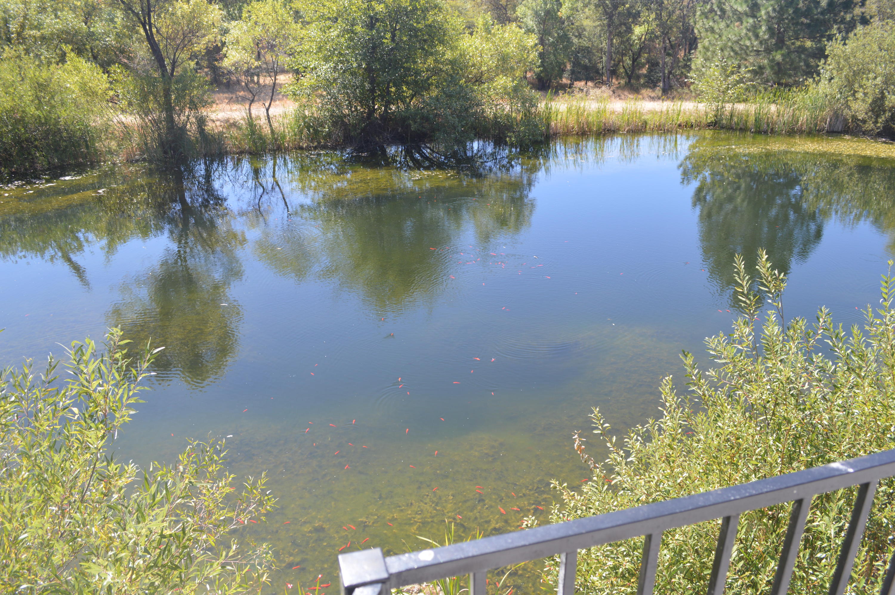 30049 Shingletown Ridge Road Shingletown, CA 96088 - Photo 5 of 28 View of Pond from Deck