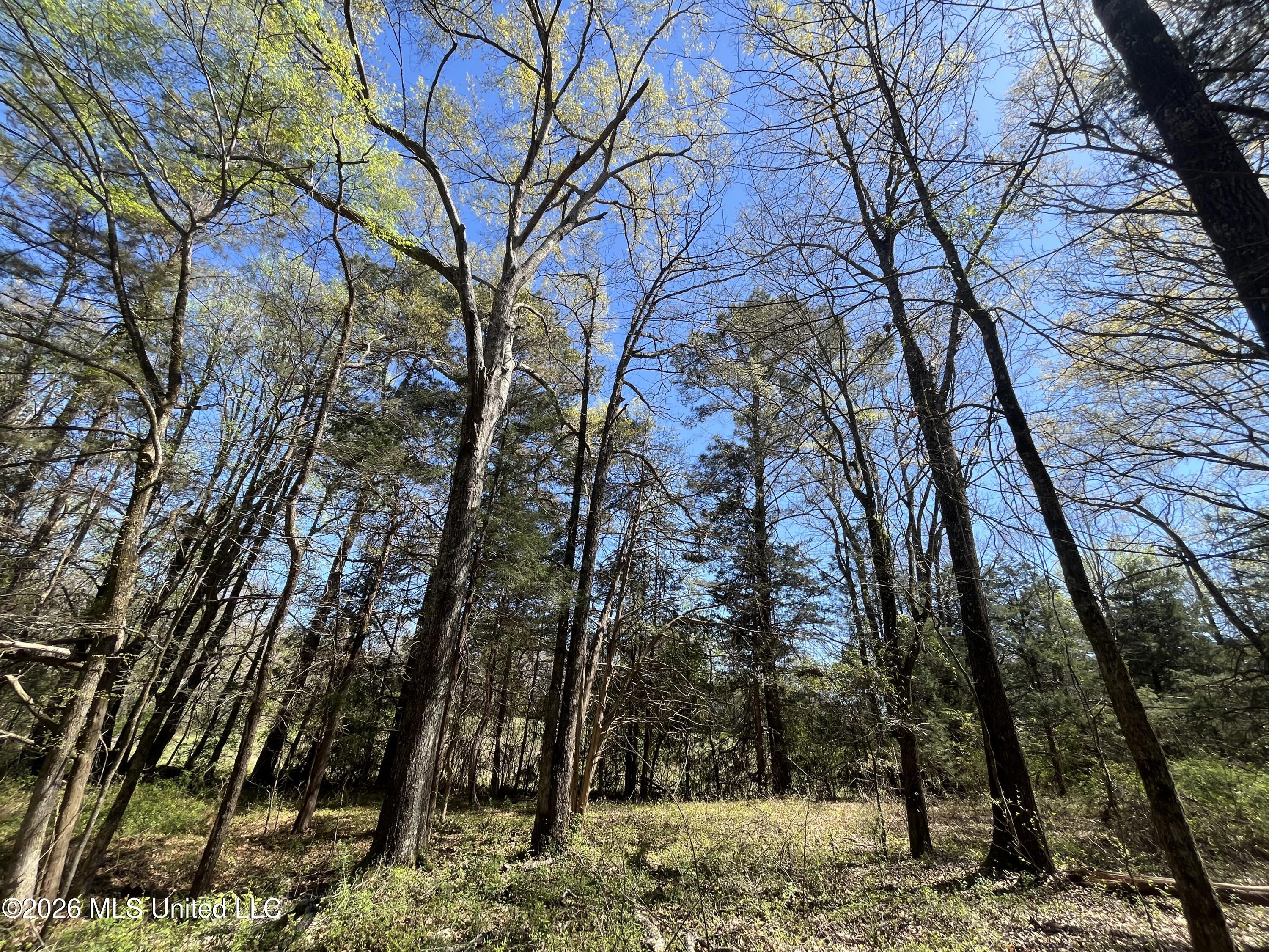 Raymond Bolton Road Bolton, MS 39041 - Photo 12 of 14 IMG_2917