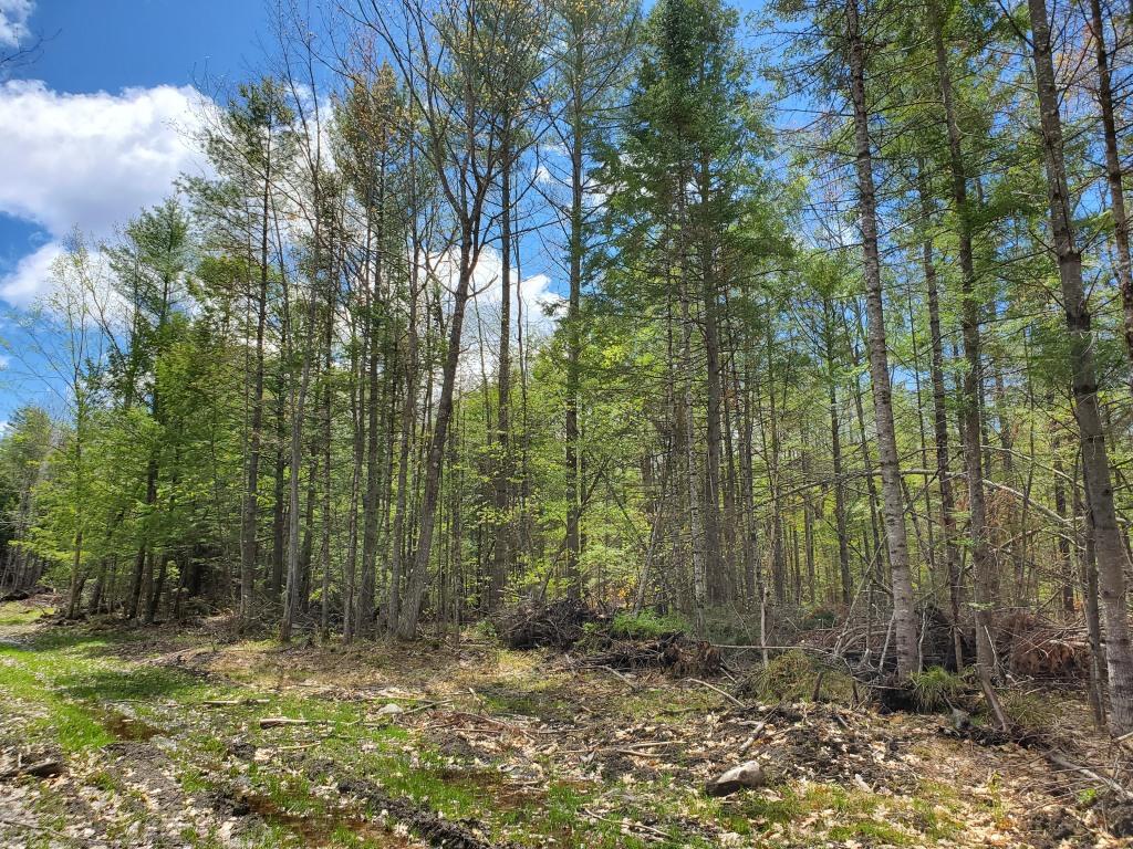 M4-l61 Intervale Road New Sharon, ME 04955 - Photo 11 of 21 20190521_105513Spring